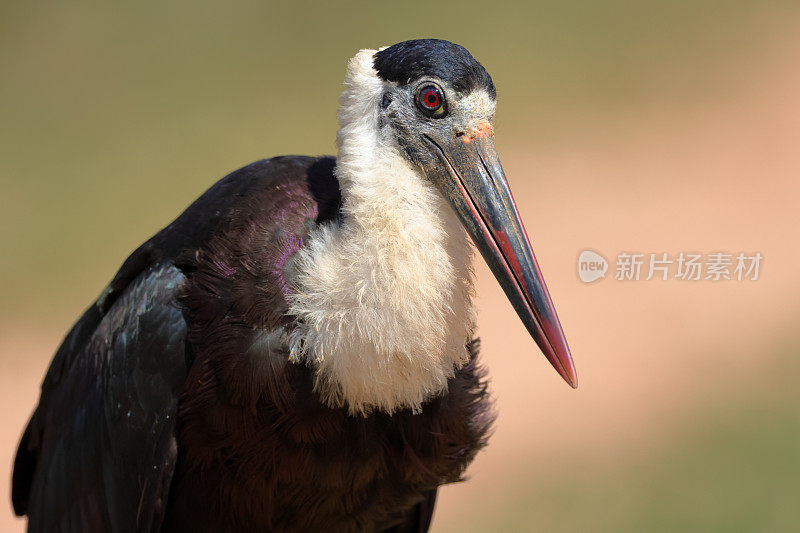 鹳鸟:成年亚洲毛颈鹳或亚洲毛颈鹳(Ciconia episcopus)